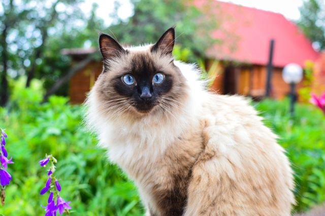 Balinese Cat Breed with low FEL1 Protein