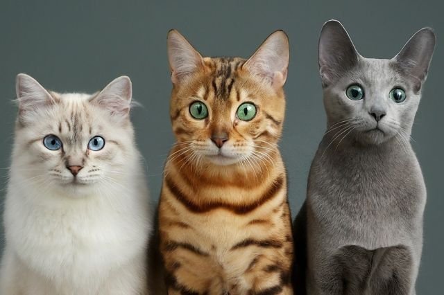 Low Allergy Cat Breeds