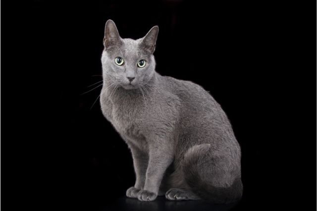 Russian Blue Hypoallergenic Cat Breed