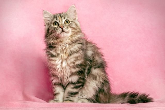 Siberian Forest Cat Low Allergy Cat