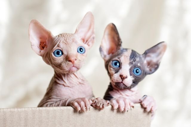 Spynx Hairless Cat Kittens